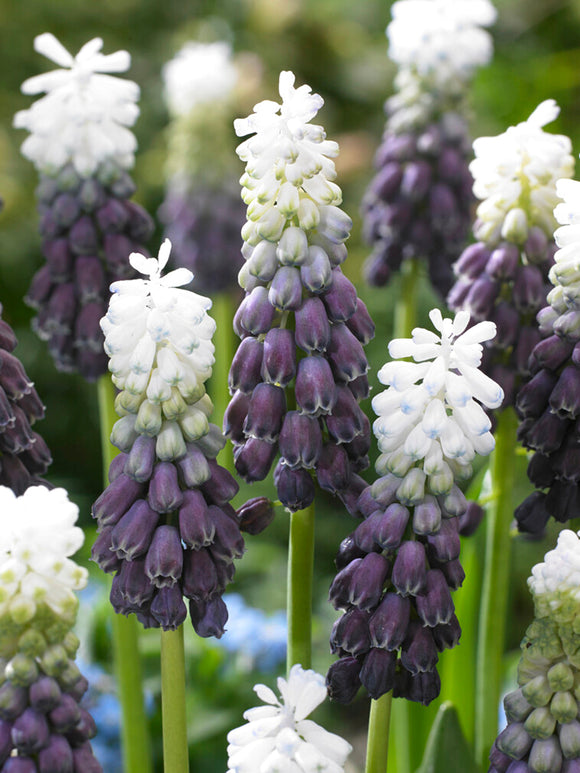 Szafirek Fantasy Creation (Muscari) 