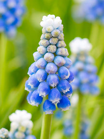 Szafirek (Muscari) Ocean Magic