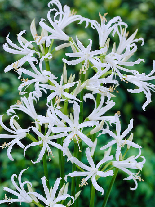 Kup Nerine Bowdenii Alba