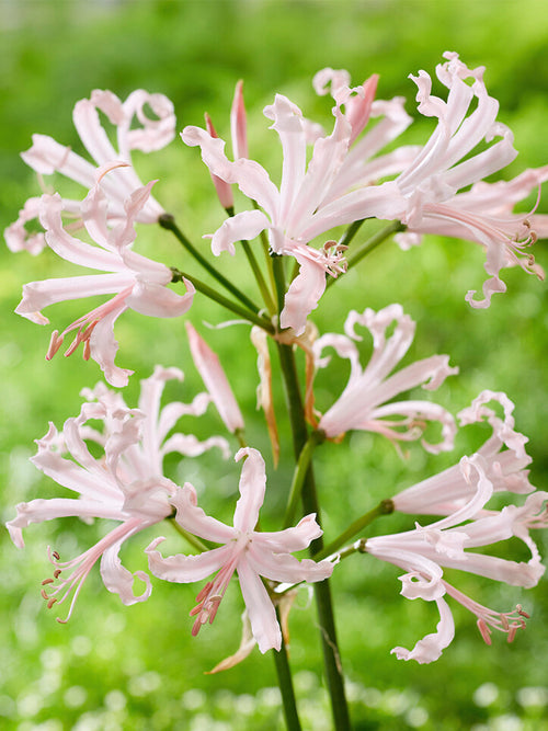 Kup Nerine Bowdenii Vesta