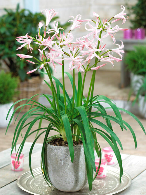 Nerine Bowdenii Vesta 