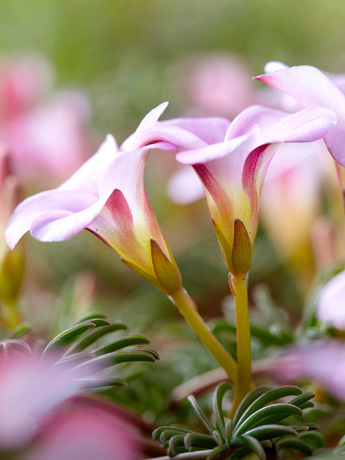 Szczawik Autumn Pink