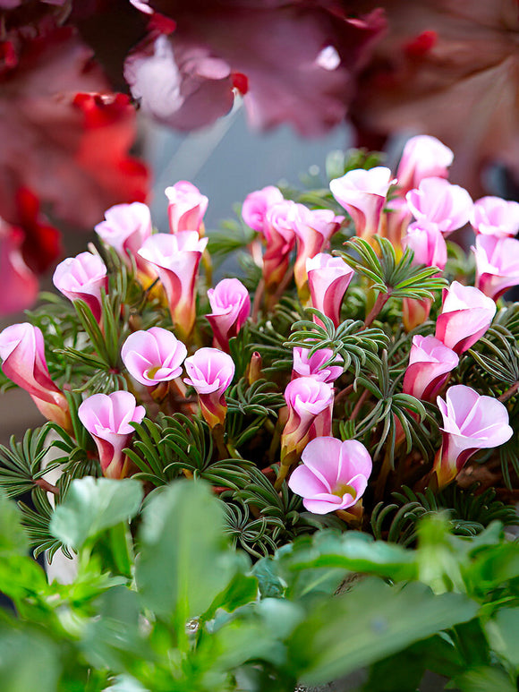 Szczawik Autumn Pink