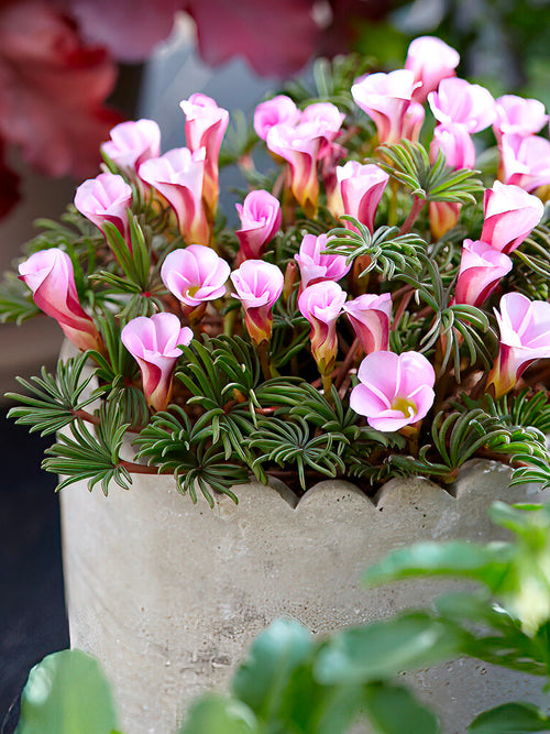 Kup Szczawik Autumn Pink