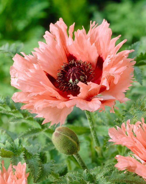 Papaver Forncett Summer (Mak wschodni)