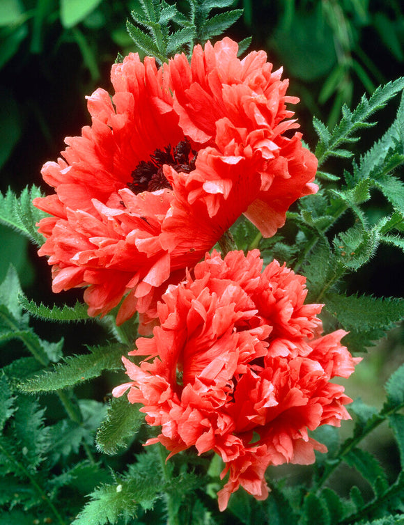 Papaver Garden Glory (Mak wschodni)