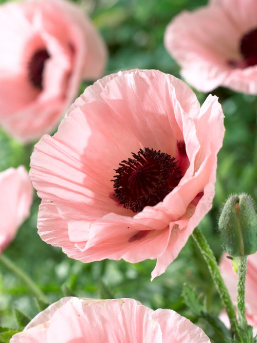 Papaver Paradiso (Mak wschodni)