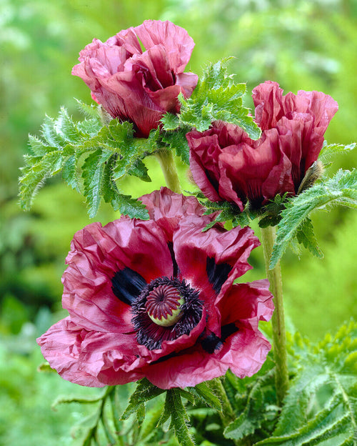 Papaver Patty's Plum (Mak wschodni)