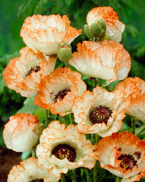 Papaver Picotee (Mak wschodni)