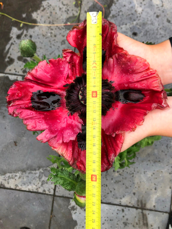 Papaver Red Rumble (Mak wschodni)