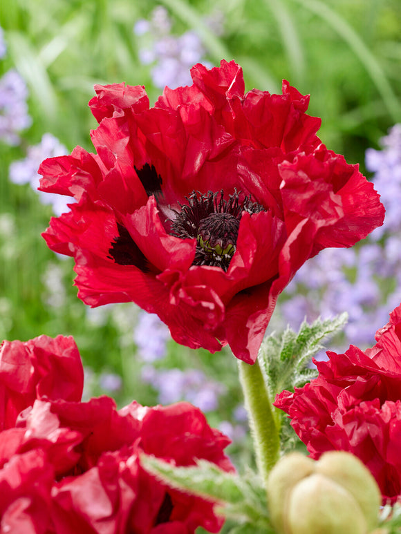 Papaver Red Rumble (Mak wschodni)