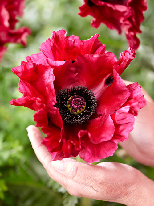 Papaver Red Rumble (Mak wschodni)