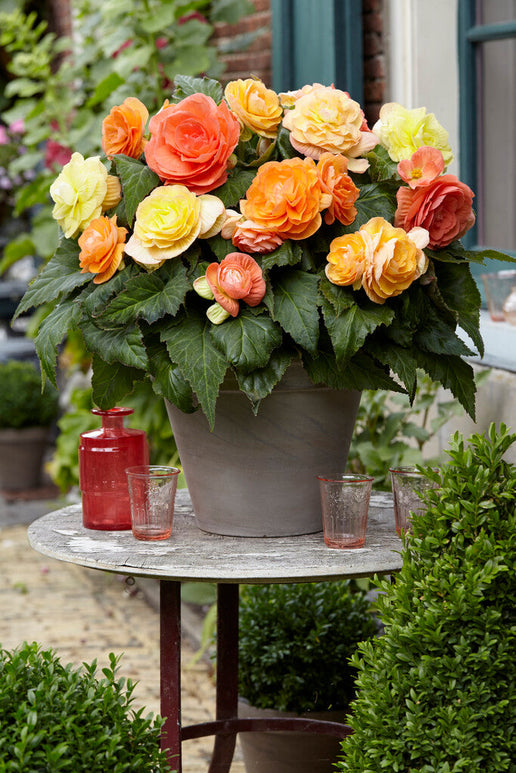 Kup Begonia Pastel Compacta Mieszanka