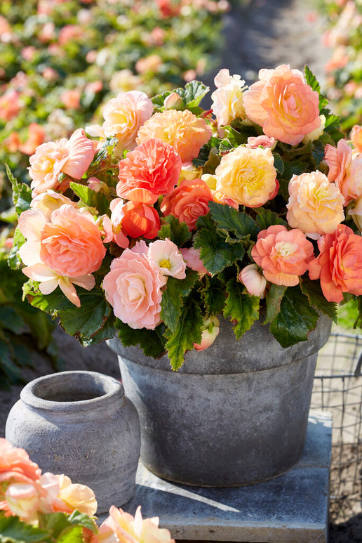 Begonia Pastel Compacta Mieszanka