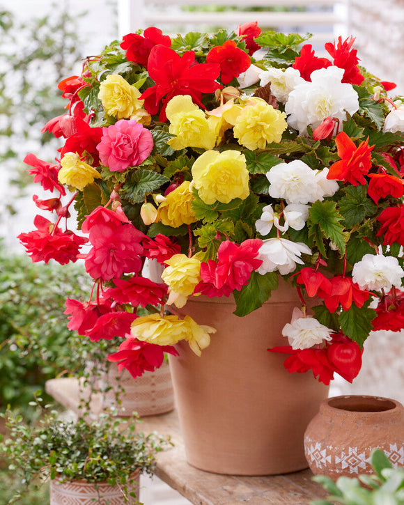 Begonia Pendula Mieszanka