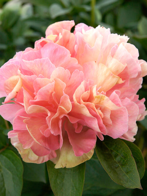 Piwonia Lois Choice 