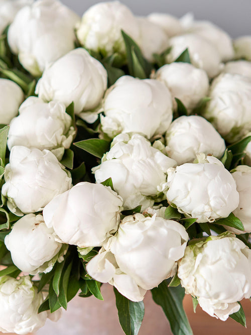 Zbliżenie kwiatu piwonii