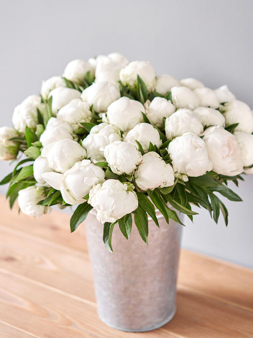 Piwonia Madame Claude Tain pełny kwiat