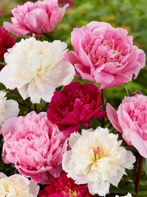 Kup Kolekcja Piwonia Rosette