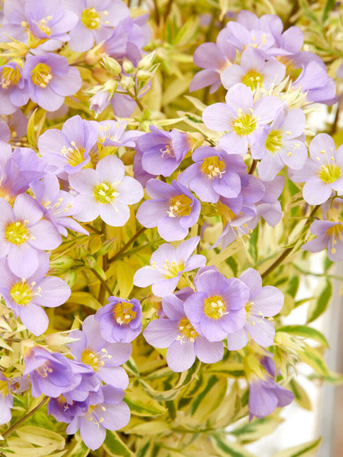 Polemonium Golden Feathers (wielosił)