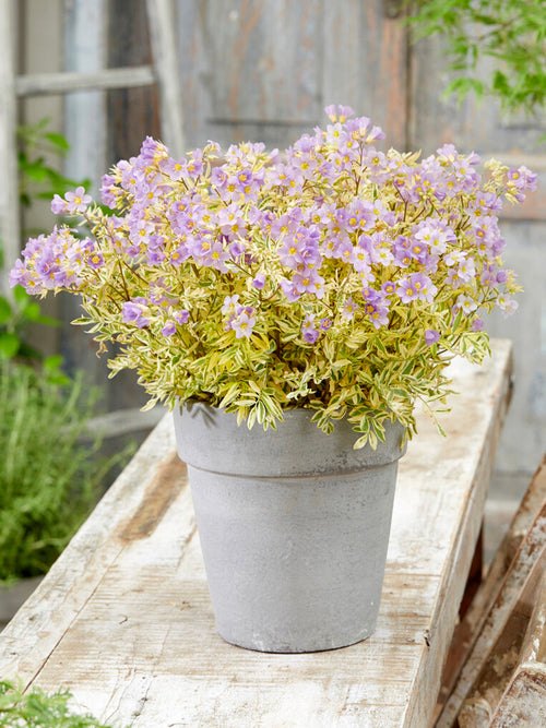 Kup Polemonium Golden Feathers (wielosił)