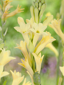 Tuberose Yellow (Polianthes)