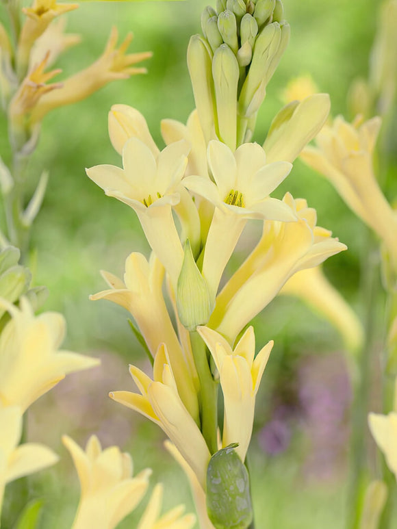 Tuberose Yellow (Polianthes) bulbs for Spring Planting