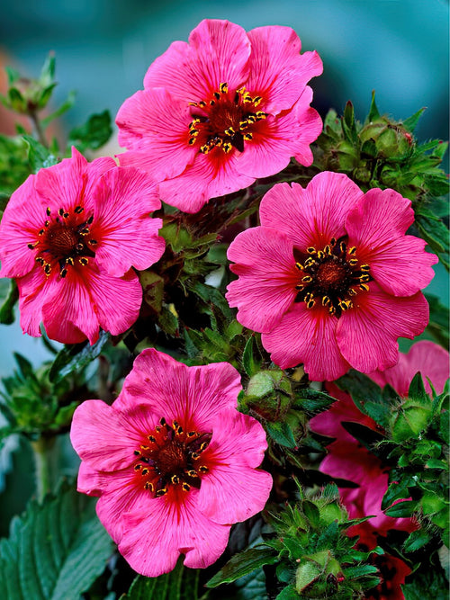 Potentilla Miss Willmott (Pięciornik)