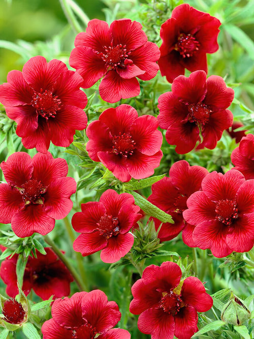 Potentilla Monarch Velvet (Pięciornik)