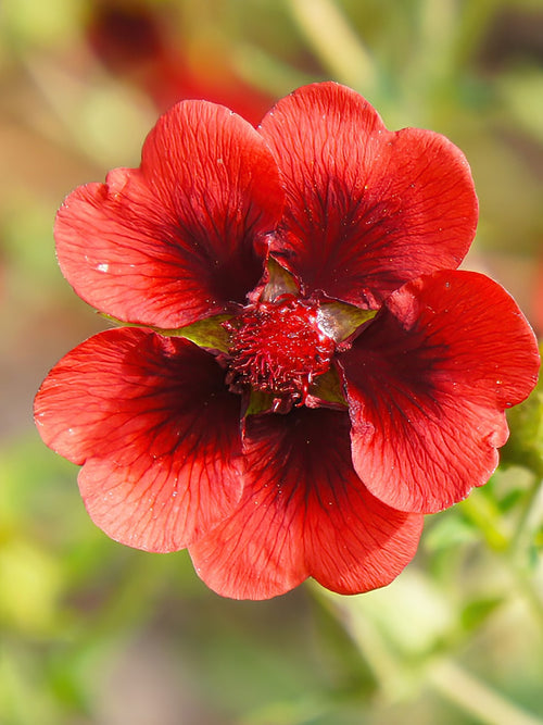 Potentilla Monarch Velvet (Pięciornik)