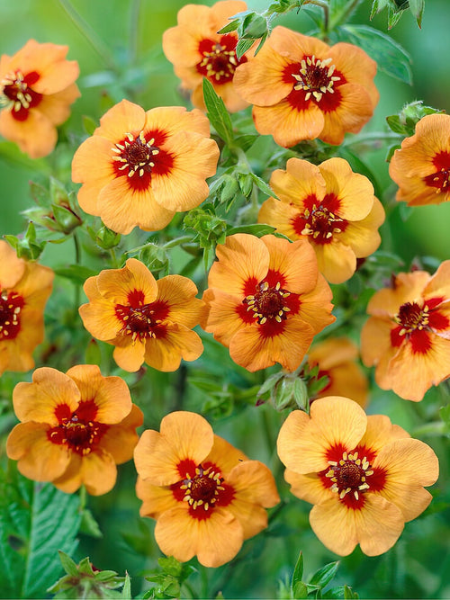 Potentilla Tonguei 	(Pięciornik)