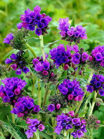 Pulmonaria EB Anderson (Miodunka plamista)