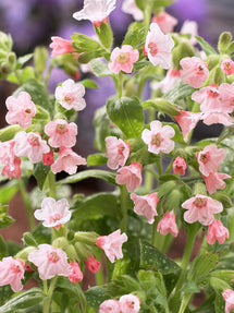 Pulmonaria Pierre's Pure Pink (Miodunka plamista)