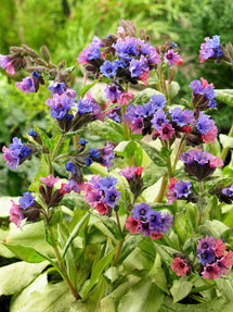 Pulmonaria Silver Bouquet (Miodunka plamista)