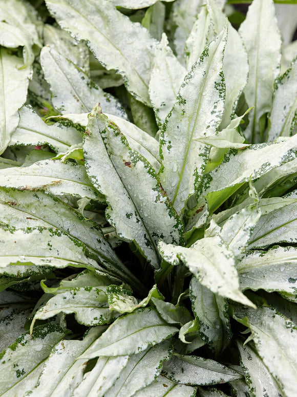Kup Pulmonaria Silver Bouquet (Miodunka plamista)