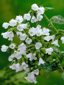 Pulmonaria Sissinghurst White (Miodunka plamista)