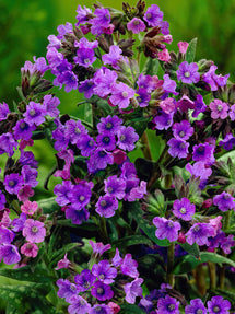 Pulmonaria Smokey Blue (Miodunka plamista)