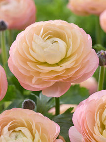 Jaskier Amandine Pastel Różowy