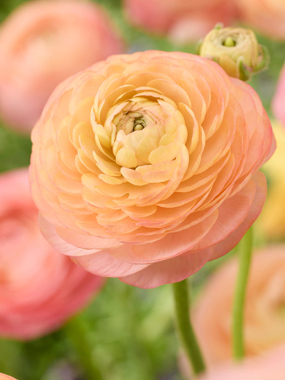 Kup Jaskier Amandine Peach Salmon