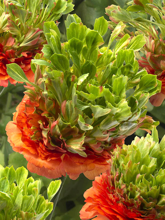 Jaskier Crown Nervion®