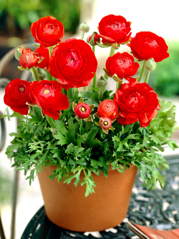 Ranunculus Jaskier Czerwony, Cebulki Jaskrów