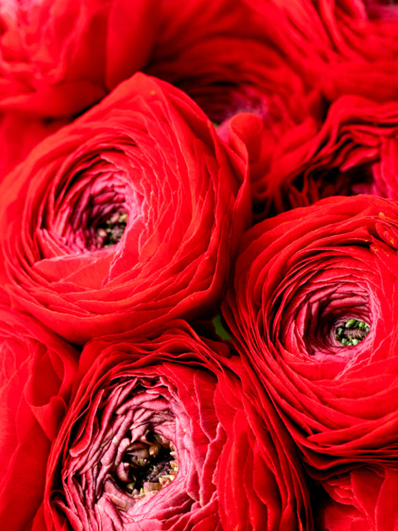 Cebulki Jaskrów Ranunculus Jaskier Czerwony