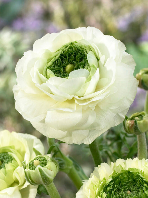 Jaskier Reinette Cream
