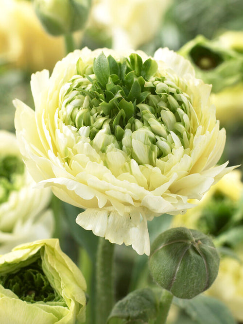 Kup Jaskier Reinette Cream