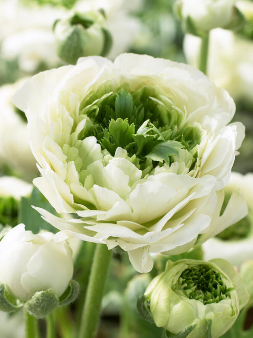 Jaskier Reinette Cream