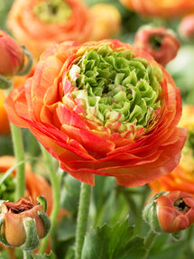 Jaskier Reinette Orange