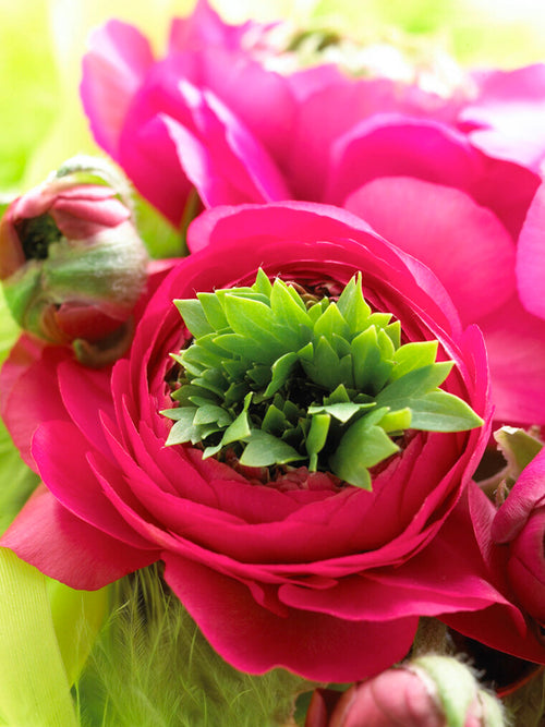Kup Jaskier Reinette Pink