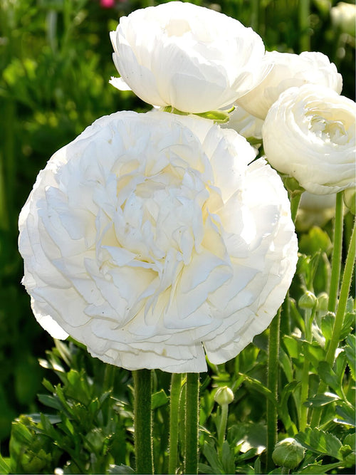 Jaskier (Ranunculus) - Jaskier Biały, Cebulki Jaskrów