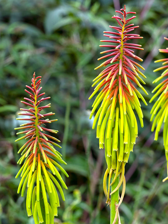 Trytoma Rufa Rasta