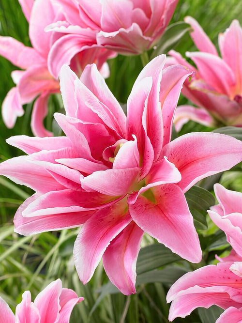  Roselily Celina